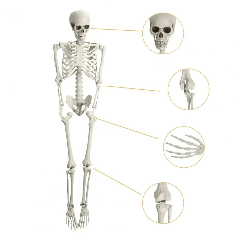 Artistic Poseable Plastic Skeleton Halloween Decorative Party Prop