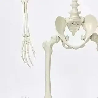 Articulated Human Plastic Skeleton Decoration For Home Use