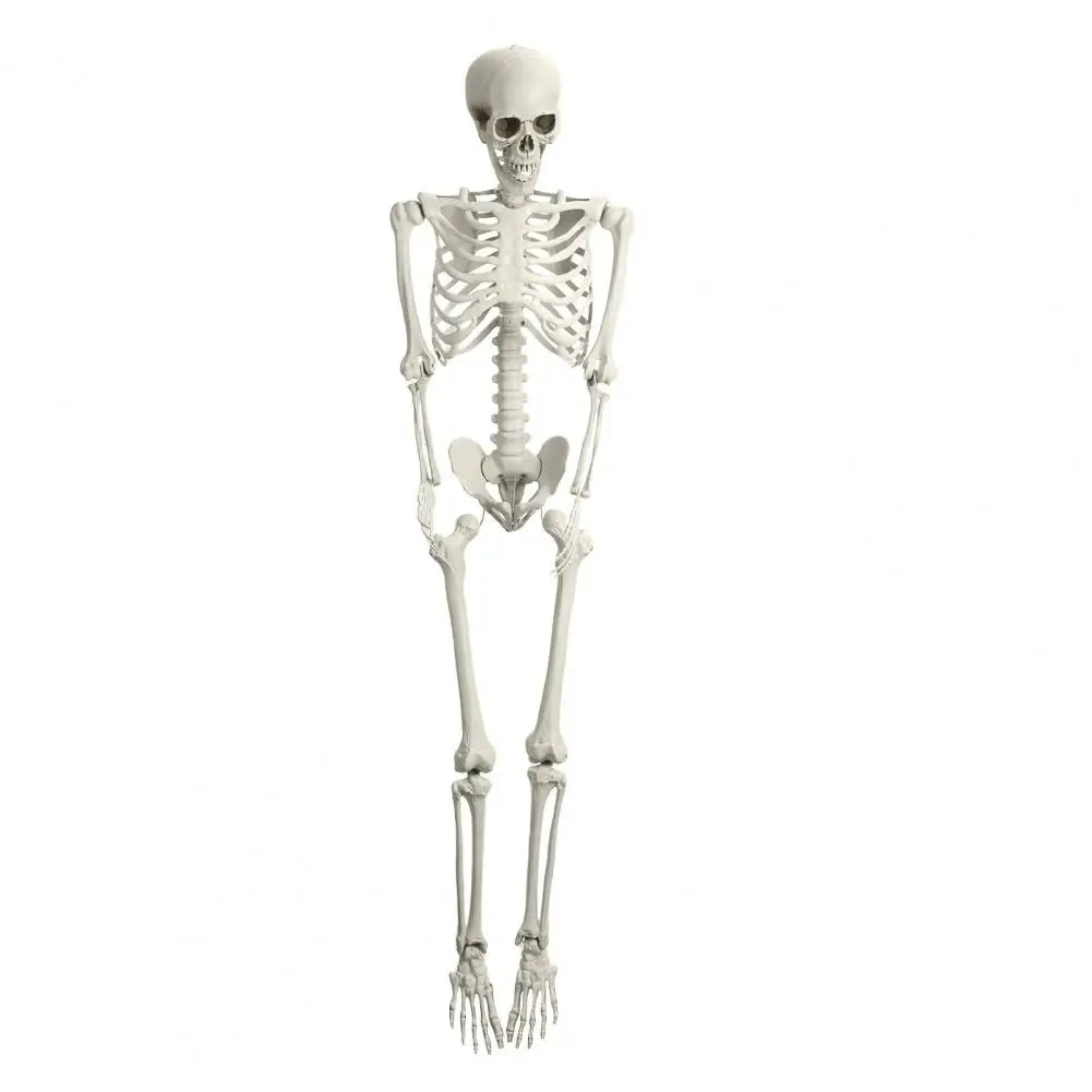Artistic Poseable Plastic Skeleton Halloween Decorative Party Prop