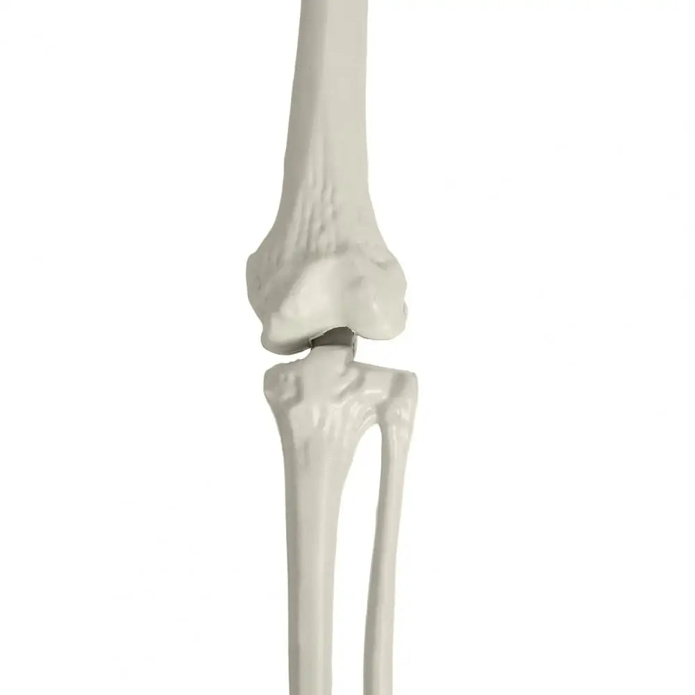Artistic Poseable Plastic Skeleton Halloween Decorative Party Prop