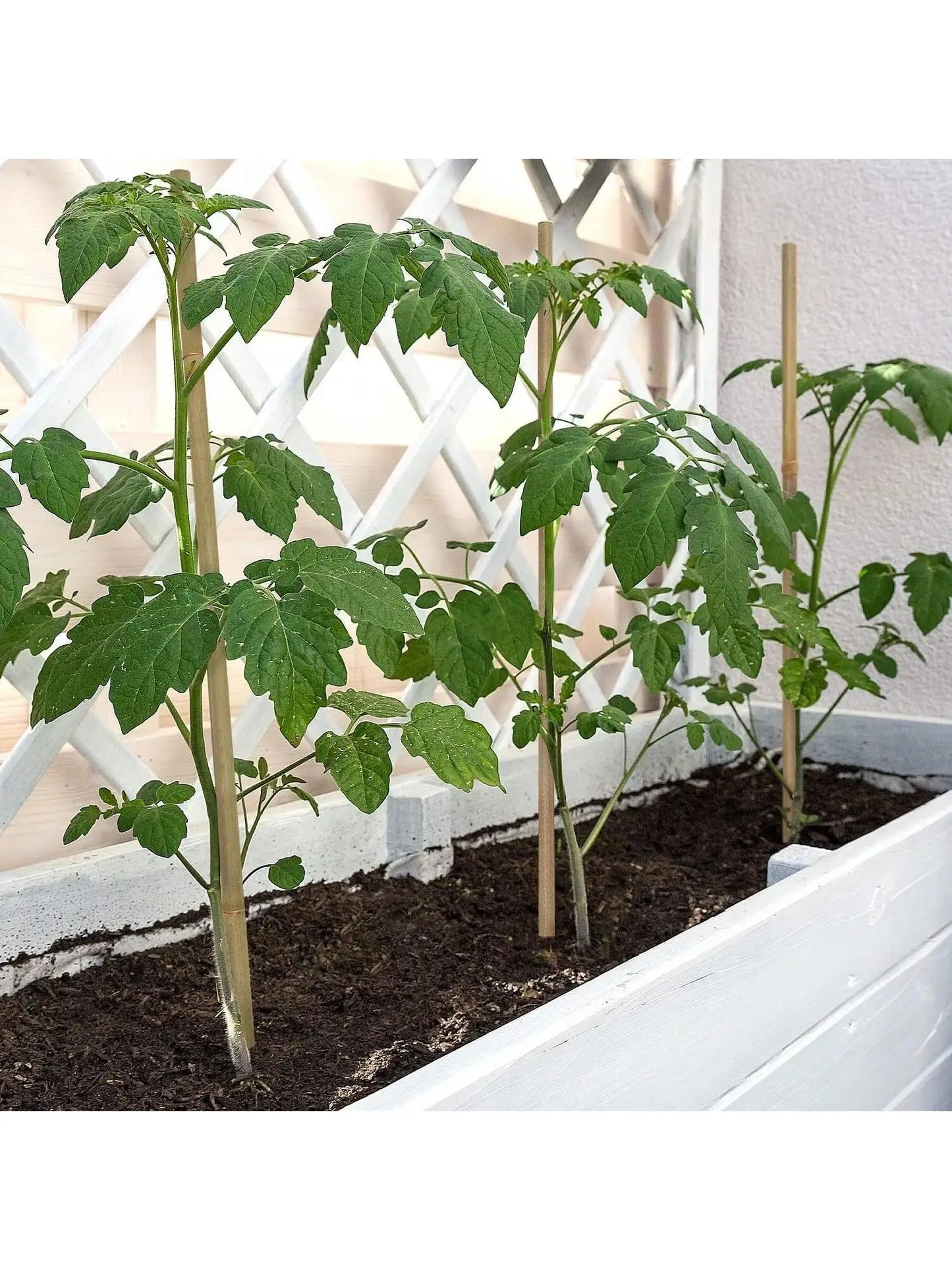Eco Bamboo Garden Stakes Set Of 20 For Climbing Plants