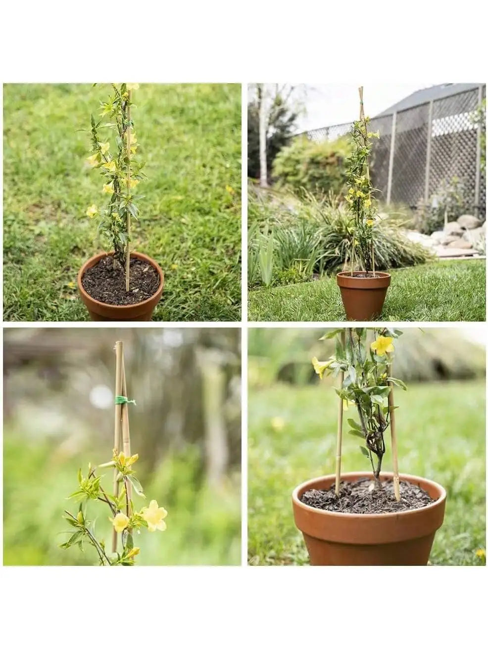Eco Bamboo Garden Stakes Set Of 20 For Climbing Plants